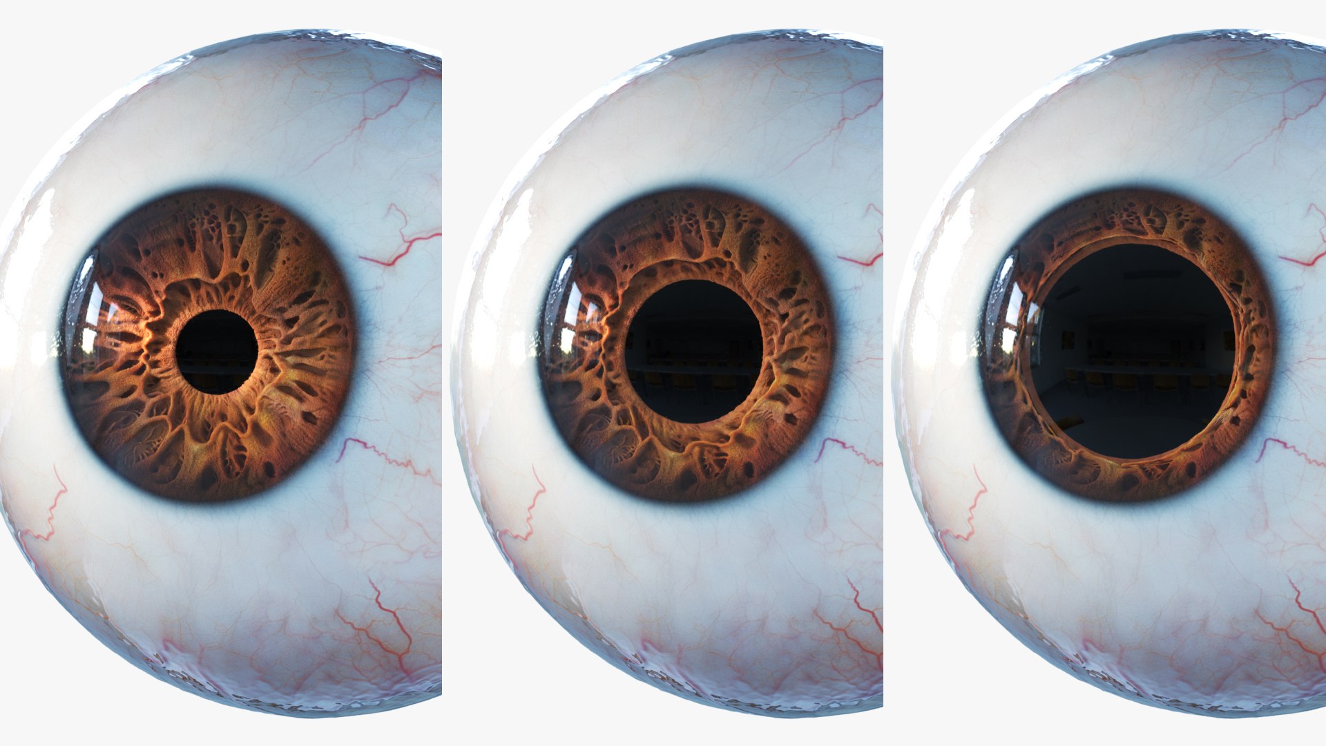 3D human eye rigged eyeball model https://p.turbosquid.com/ts-thumb/hy/Dx15jS/wXnUYE8z/iris_bs/jpg/1606758922/1920x1080/fit_q87/5cc35756a5413a110969f829668f0ad6372c1fbd/iris_bs.jpg