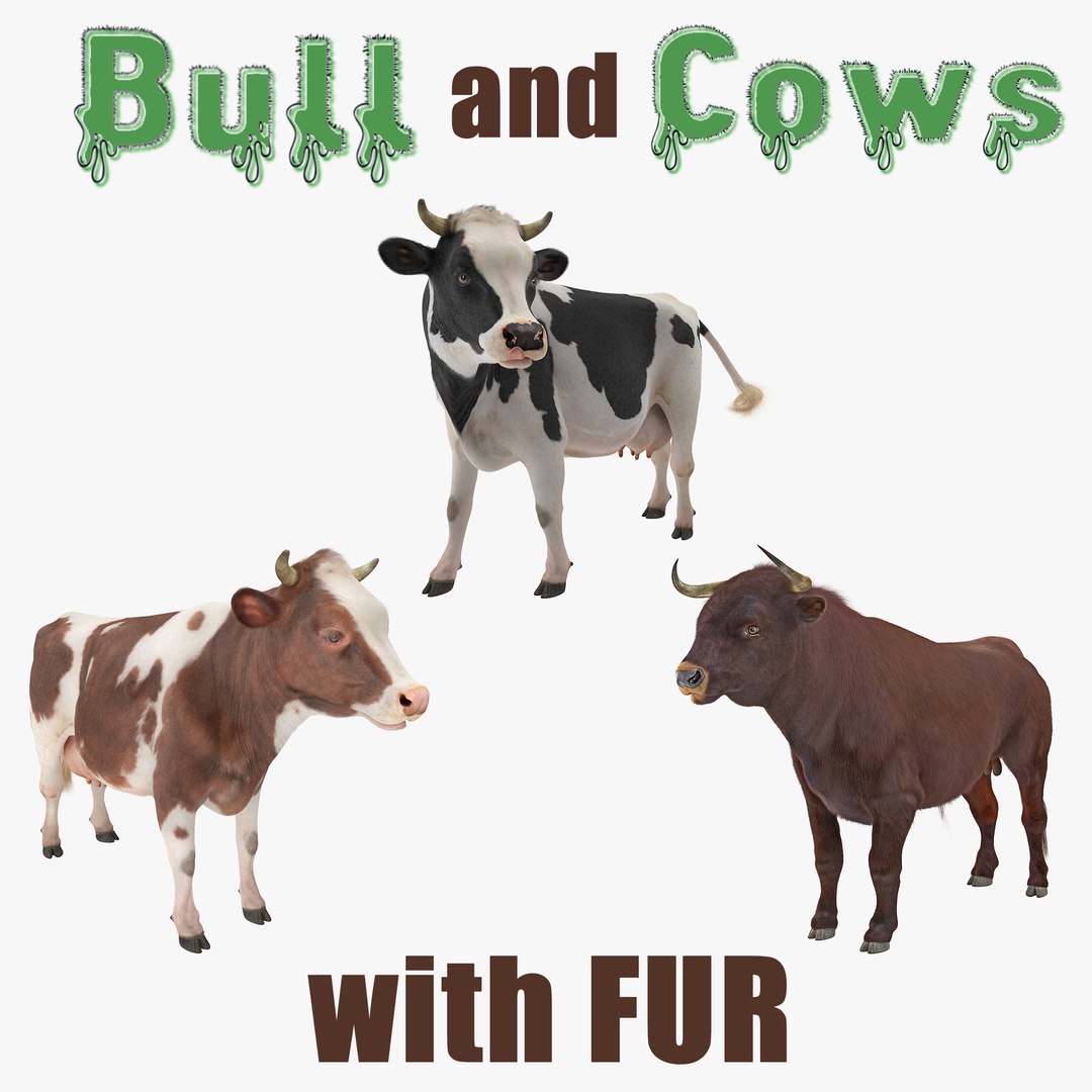 Bull and Cows with Fur 3D Models Collection 3D model preview