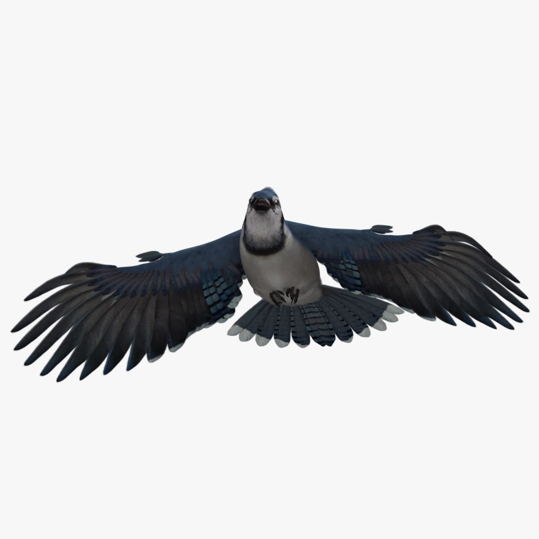 obj cyanocitta cristata blue jay https://p.turbosquid.com/ts-thumb/hy/JeXsK4/1LIC57eI/r10/jpg/1415758823/1920x1080/fit_q87/1c0ec6da2373cf3403280cb3f2b0abb57c9c4f86/r10.jpg