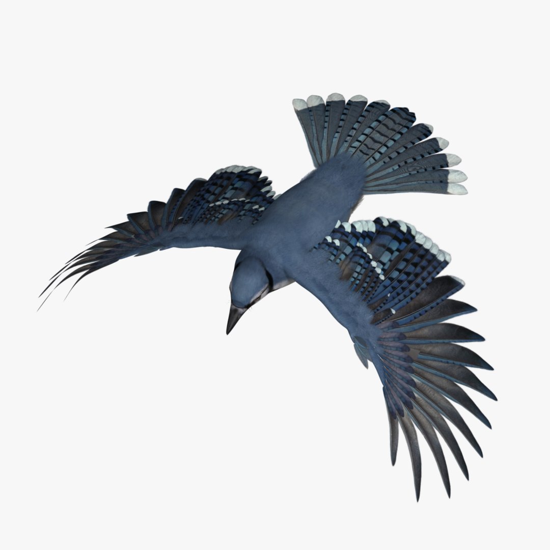 obj cyanocitta cristata blue jay https://p.turbosquid.com/ts-thumb/hy/JeXsK4/I3WeHjb1/r09/jpg/1415758823/1920x1080/fit_q87/37d1001728769dddf10ad6750f532968912e5c5f/r09.jpg