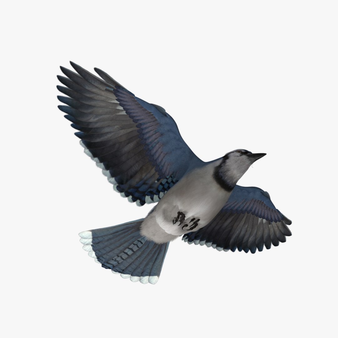 obj cyanocitta cristata blue jay https://p.turbosquid.com/ts-thumb/hy/JeXsK4/NgAtXpBt/r08/jpg/1415756475/1920x1080/fit_q87/d51661bf25be1b4b1a9d5b841c70fa25bbfd8ec1/r08.jpg