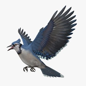 Cyanocitta Cristata 'Blue Jay'