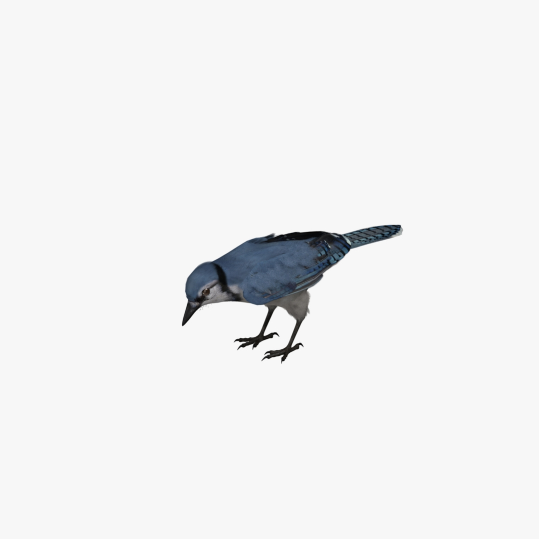 obj cyanocitta cristata blue jay https://p.turbosquid.com/ts-thumb/hy/JeXsK4/XXO7BSCu/bluejay_rot02/jpg/1415754138/1920x1080/turn_fit_q99/074f2552ea79b47b7a581f0b6cc7d7266bd5fad6/bluejay_rot02-1.jpg
