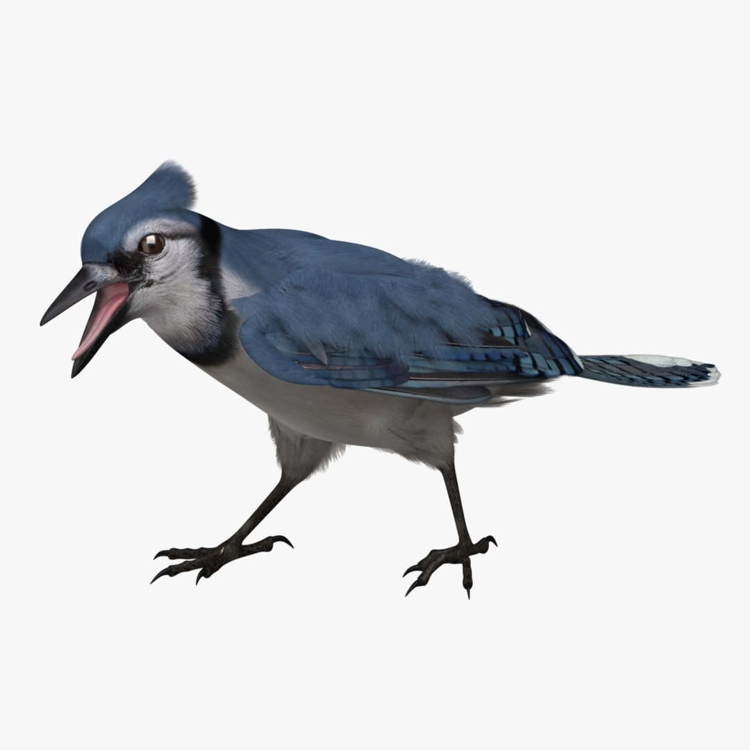 obj cyanocitta cristata blue jay https://p.turbosquid.com/ts-thumb/hy/JeXsK4/XgthYJts/r01/jpg/1415761851/1920x1080/fit_q87/3ee1789762a91216afb1dbd494c2c937423822af/r01.jpg