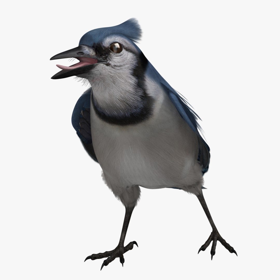 obj cyanocitta cristata blue jay https://p.turbosquid.com/ts-thumb/hy/JeXsK4/fEYBq6zd/r13/jpg/1415761742/1920x1080/fit_q87/19204ab38af2c90e5fe6b23914e6d8f62ebd6576/r13.jpg