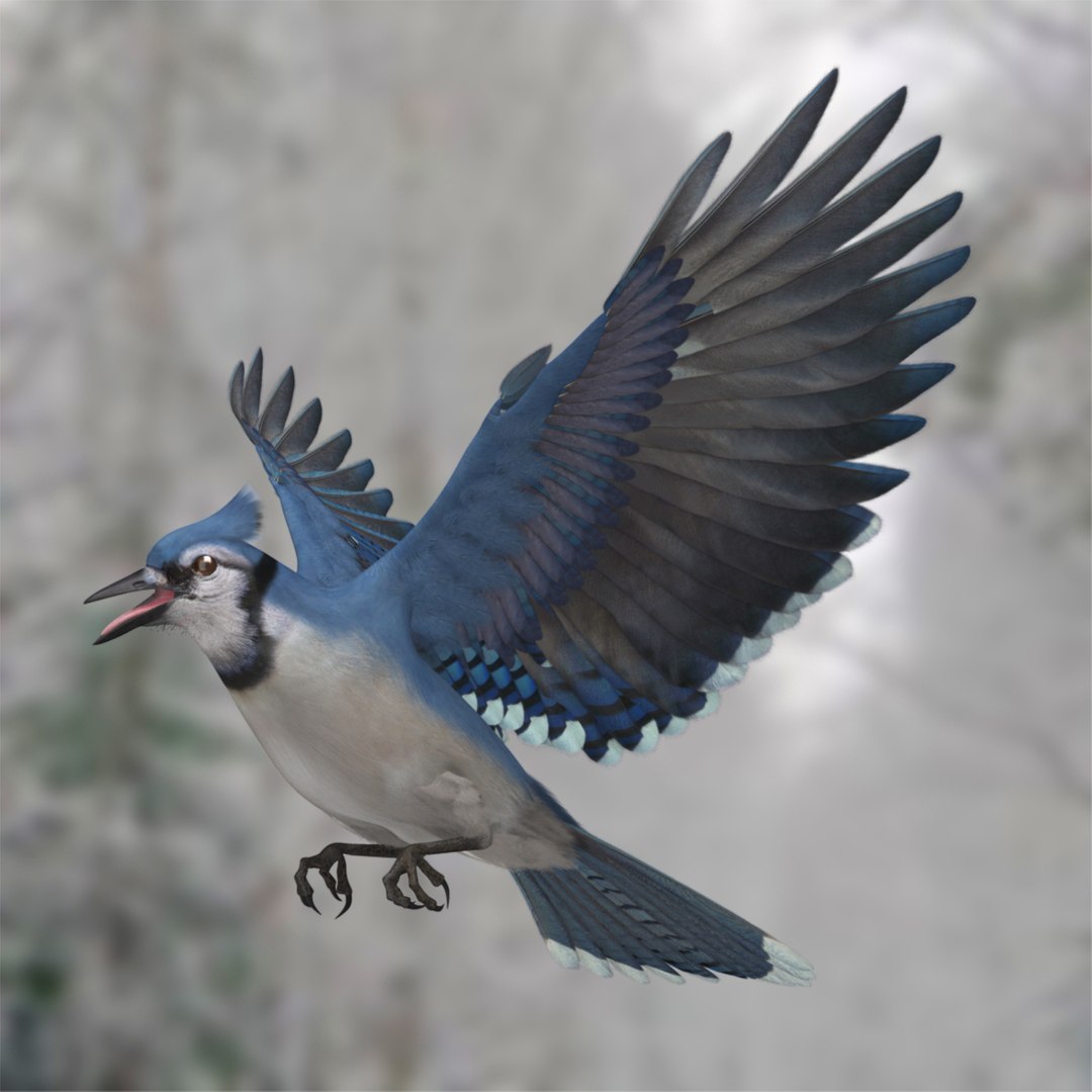 1,640 Blue Jay Flying Images, Stock Photos, 3D objects, & Vectors