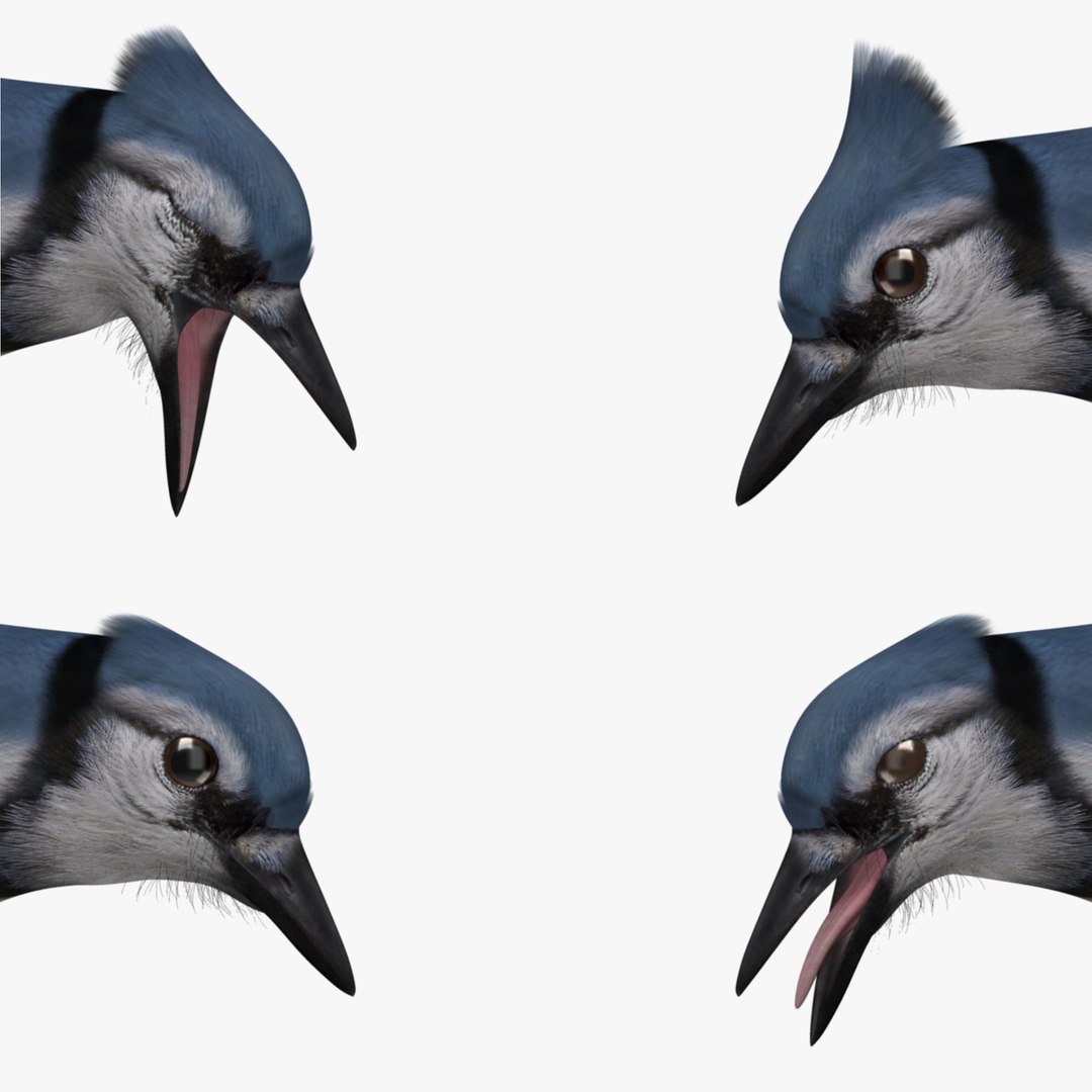 obj cyanocitta cristata blue jay https://p.turbosquid.com/ts-thumb/hy/JeXsK4/k3dWq78O/face/jpg/1415753253/1920x1080/fit_q87/f8e70de3136961b859eea15d1acdac5d5d84d09f/face.jpg