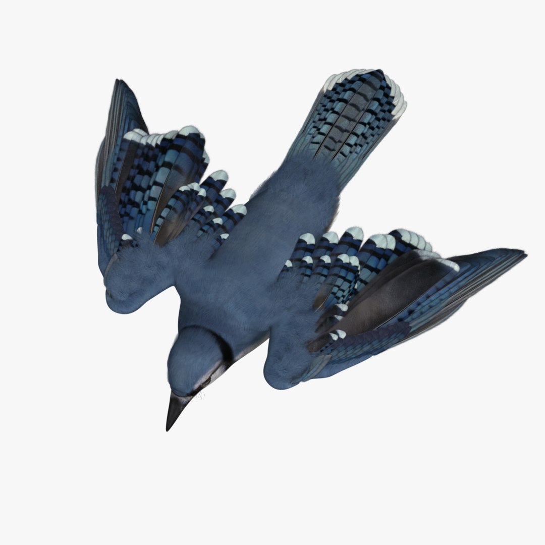 obj cyanocitta cristata blue jay https://p.turbosquid.com/ts-thumb/hy/JeXsK4/wHz2AaVL/r11/jpg/1415759602/1920x1080/fit_q87/ddaa74ded8be867a0b0ef894b5f8ec7278a262c0/r11.jpg