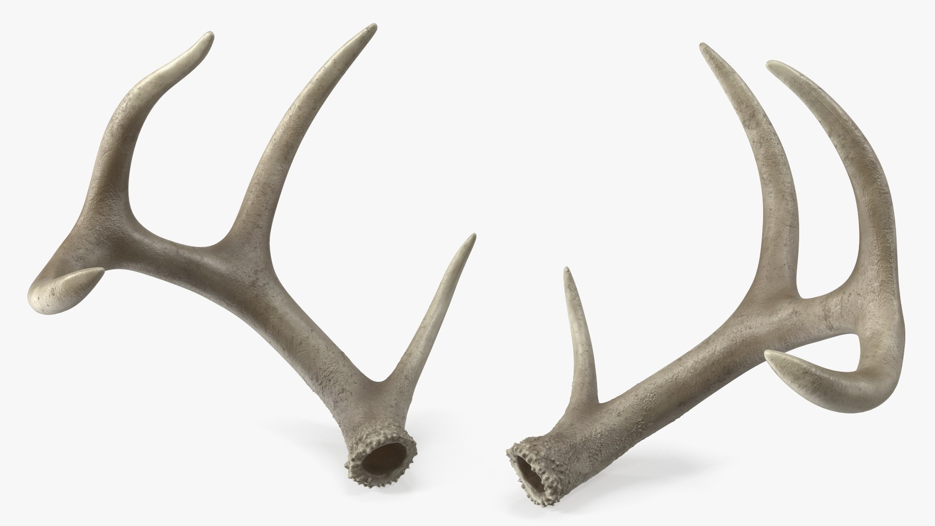 Antlers 3D model preview