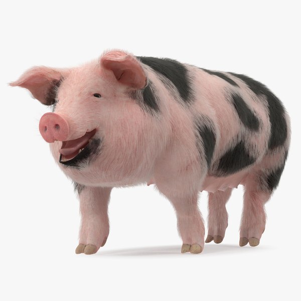 pig sow peitrain walking 3D model