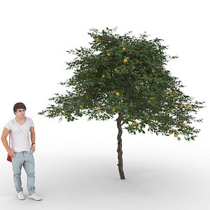 3D citrus lemon tree