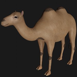 3D fully rigged camel