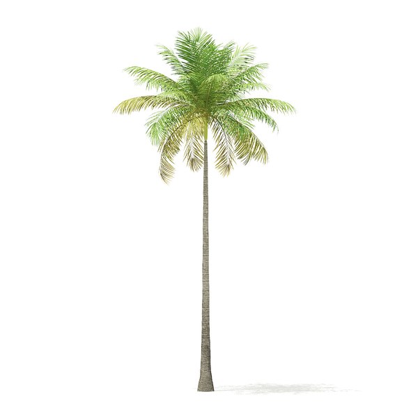 3D model bottle palm tree 8m