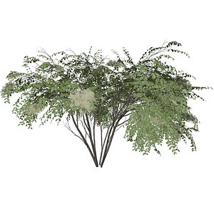 Japanese Angelica Tree - 03 - 3D model