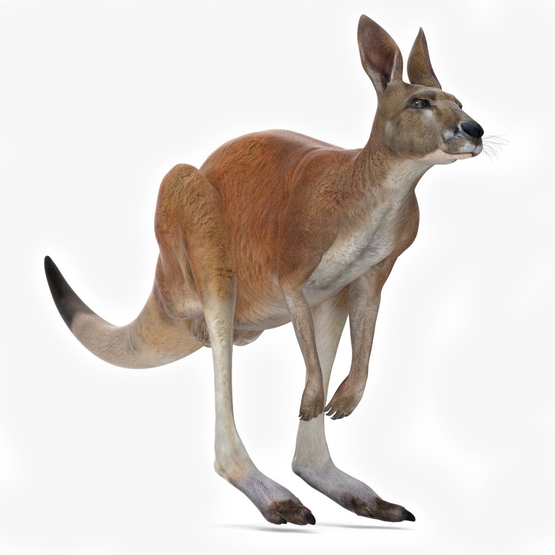 Kangaroo Animated Rigged 3D model preview