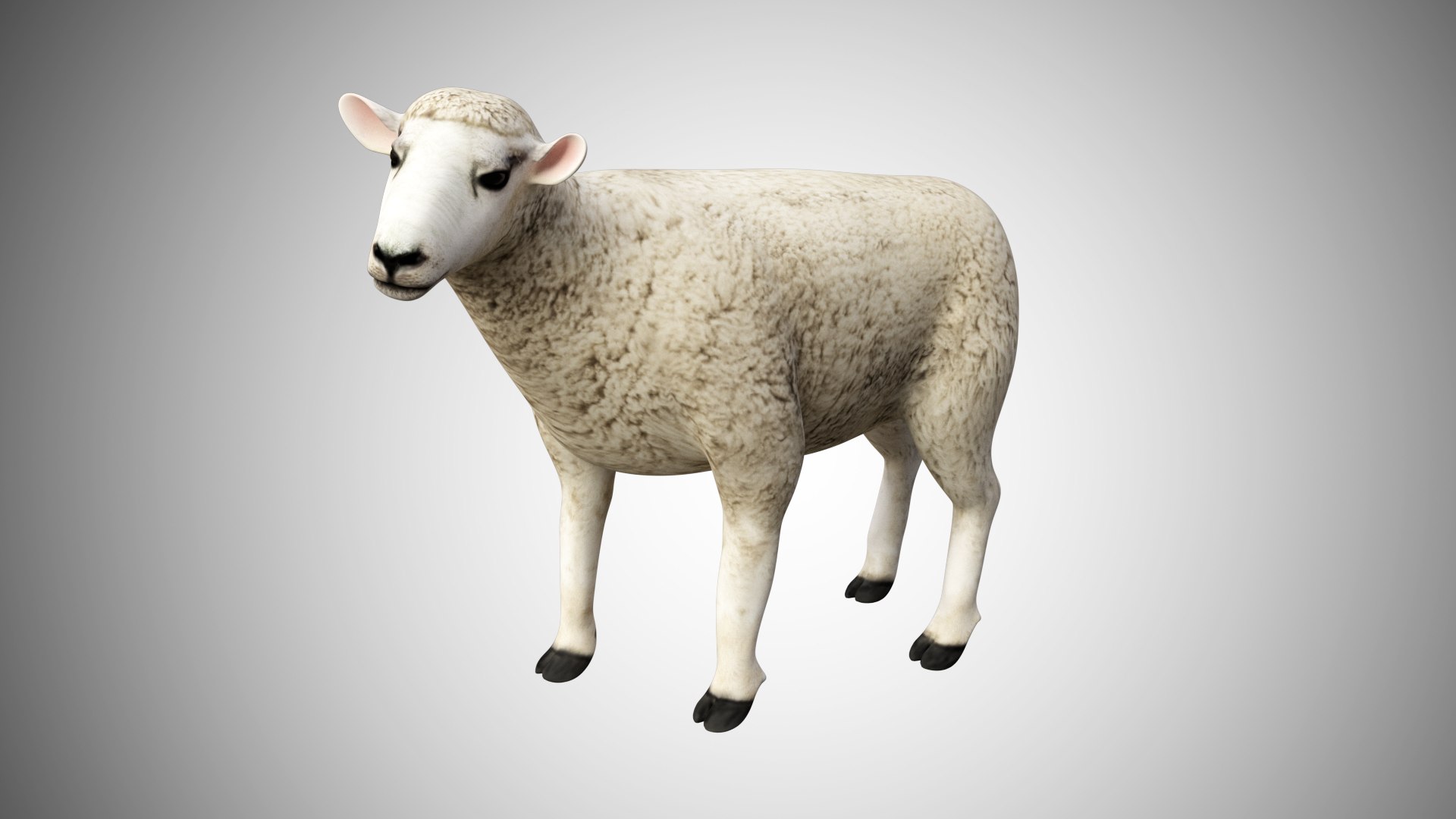 3D rigged https://p.turbosquid.com/ts-thumb/hz/FJcXIv/1GzgvkQW/sheep05/jpg/1597700815/1920x1080/fit_q87/792b2e7c7645d3ffeb486887bc1593a13ca5ced9/sheep05.jpg
