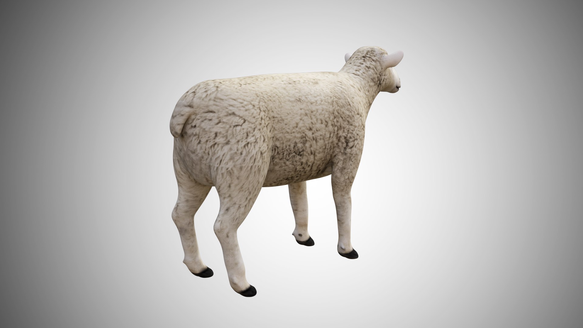 3D rigged https://p.turbosquid.com/ts-thumb/hz/FJcXIv/6Yoil3wk/sheep03/jpg/1597700815/1920x1080/fit_q87/5dd64c7bfa5f01b63fd16370121ddf9e95f3756f/sheep03.jpg