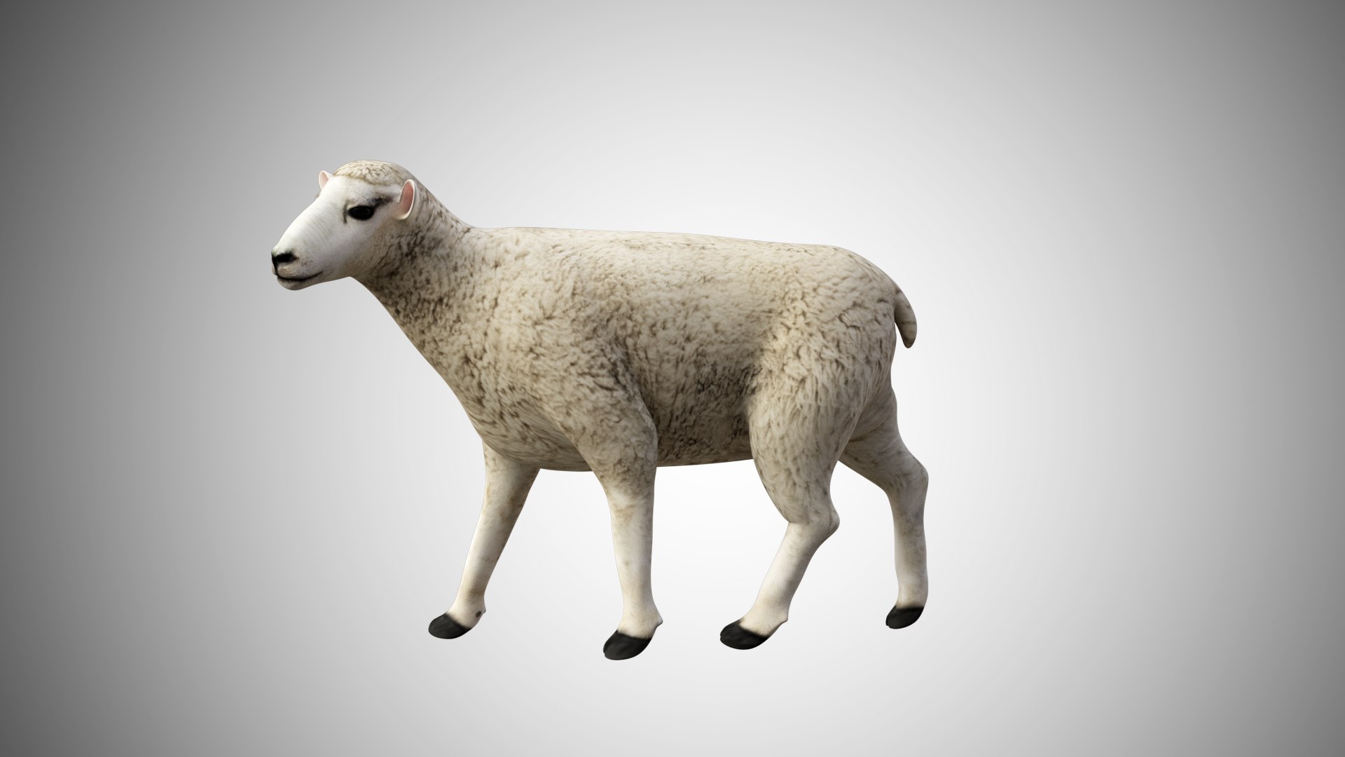 3D rigged https://p.turbosquid.com/ts-thumb/hz/FJcXIv/7flP7E8q/sheep06/jpg/1597700815/1920x1080/fit_q87/c43687580661ab326285889879ae271338fe9c67/sheep06.jpg