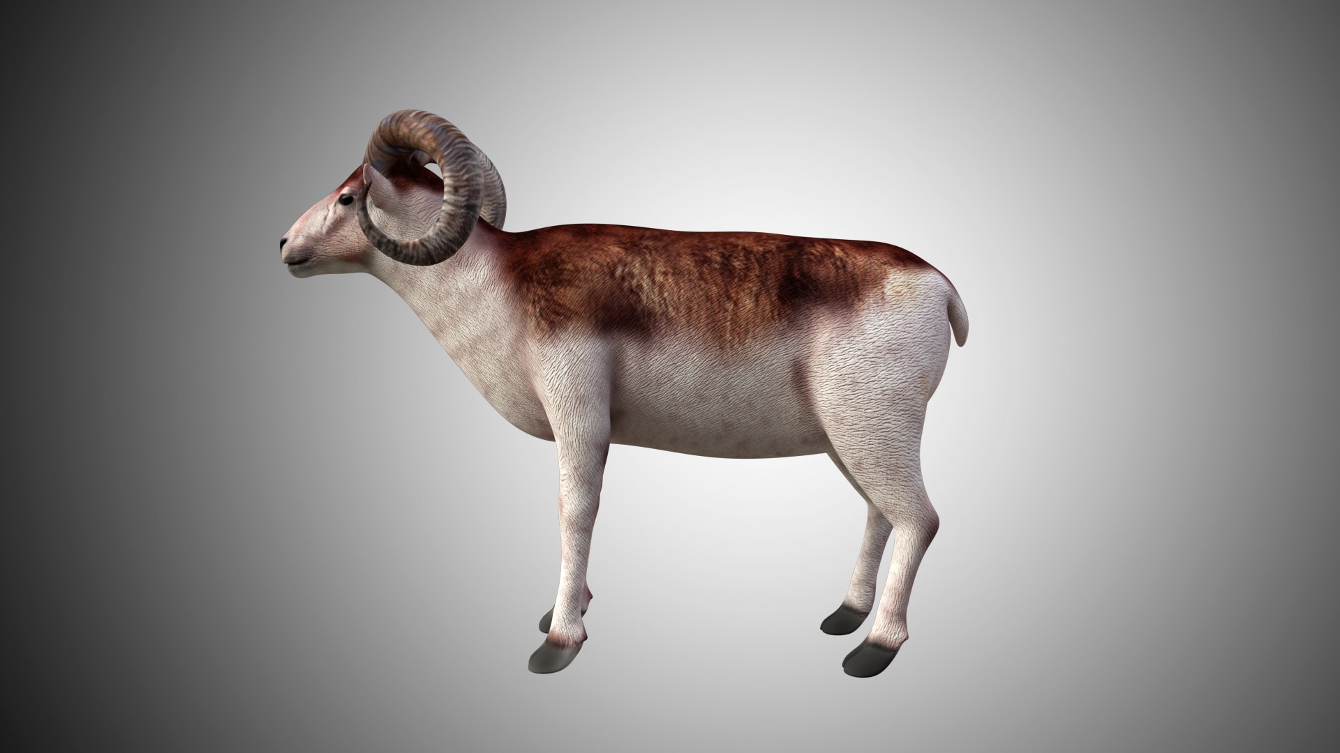 3D rigged https://p.turbosquid.com/ts-thumb/hz/FJcXIv/9dG17v09/sheep01/jpg/1597700805/1920x1080/fit_q87/d1eada1e2291d14f7a733e9eeefba14ec4af1ba6/sheep01.jpg