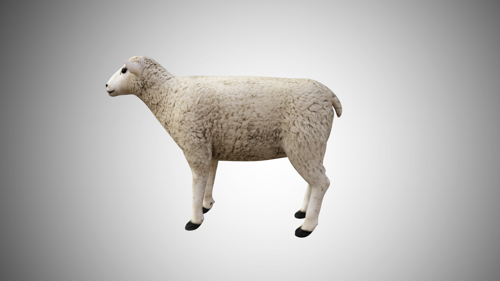 3D rigged https://p.turbosquid.com/ts-thumb/hz/FJcXIv/EOzjrGih/sheep02/jpg/1597700815/1920x1080/fit_q87/cb06c1565f075d4f1df394b19414a299302ae758/sheep02.jpg