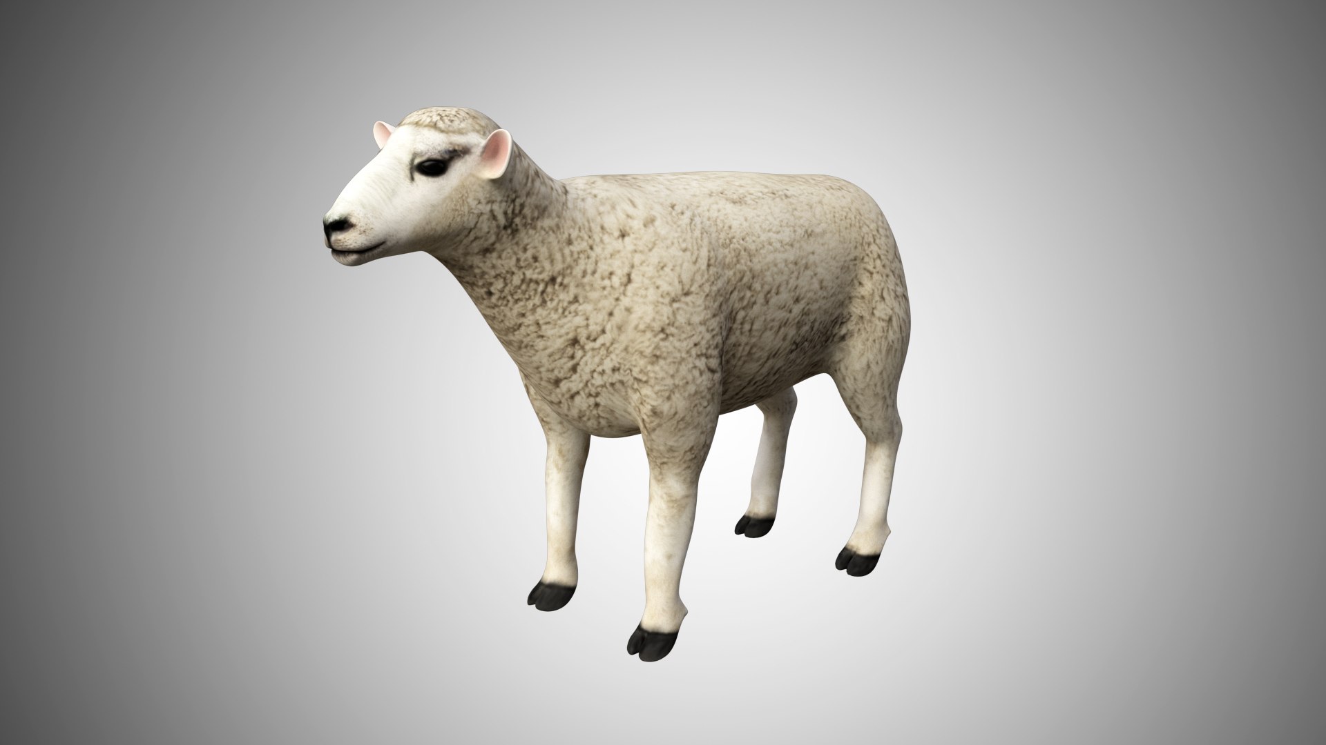 3D rigged https://p.turbosquid.com/ts-thumb/hz/FJcXIv/S0KCDdS9/sheep01/jpg/1597700815/1920x1080/fit_q87/6cd7b1f08052150342467333ab04c3e0e7fb0adc/sheep01.jpg