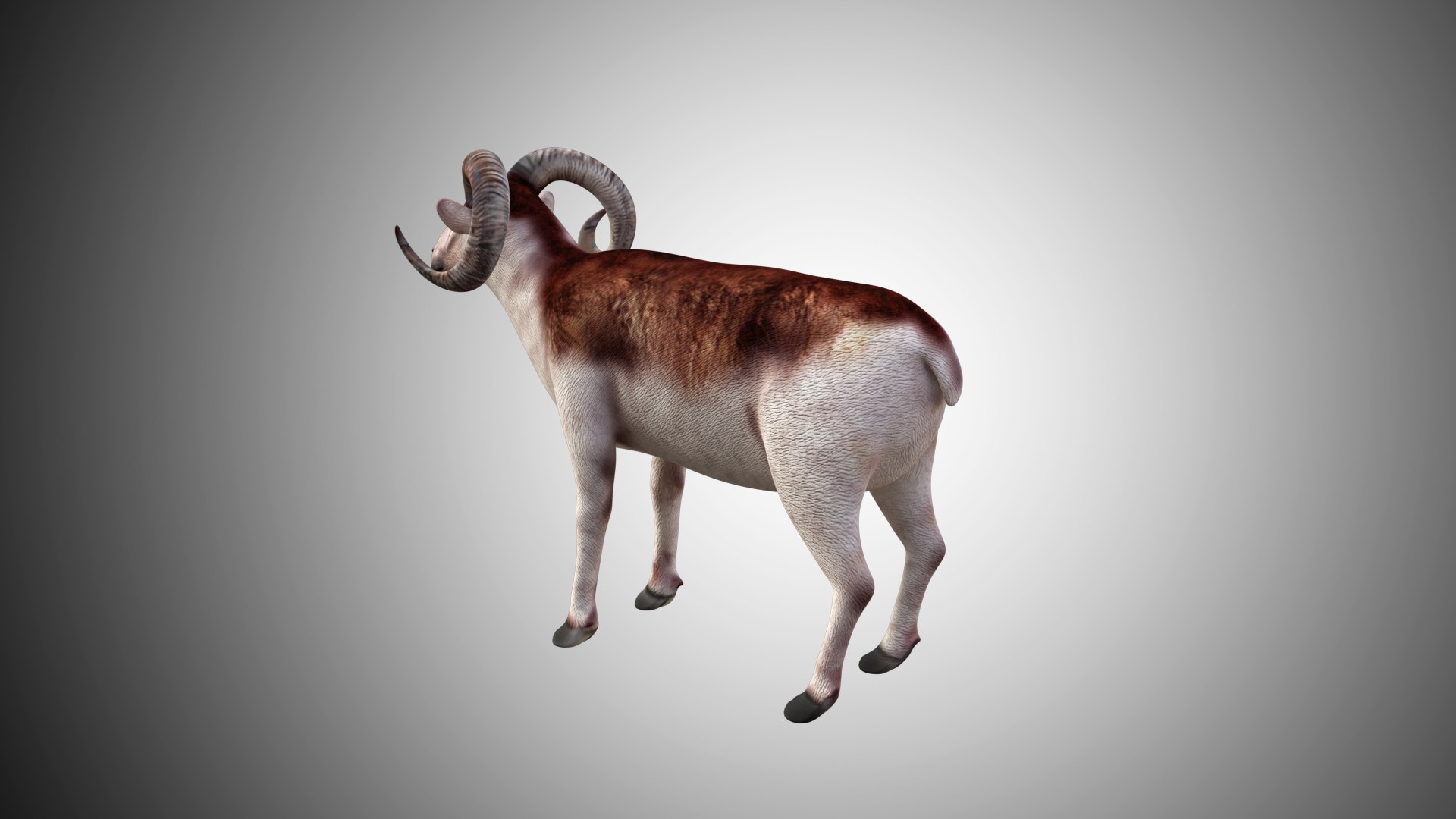 3D rigged https://p.turbosquid.com/ts-thumb/hz/FJcXIv/b8t53GiB/sheep03/jpg/1597700805/1920x1080/fit_q87/4e6f371374470ee4e04bd041e0ac89d9a74f3531/sheep03.jpg