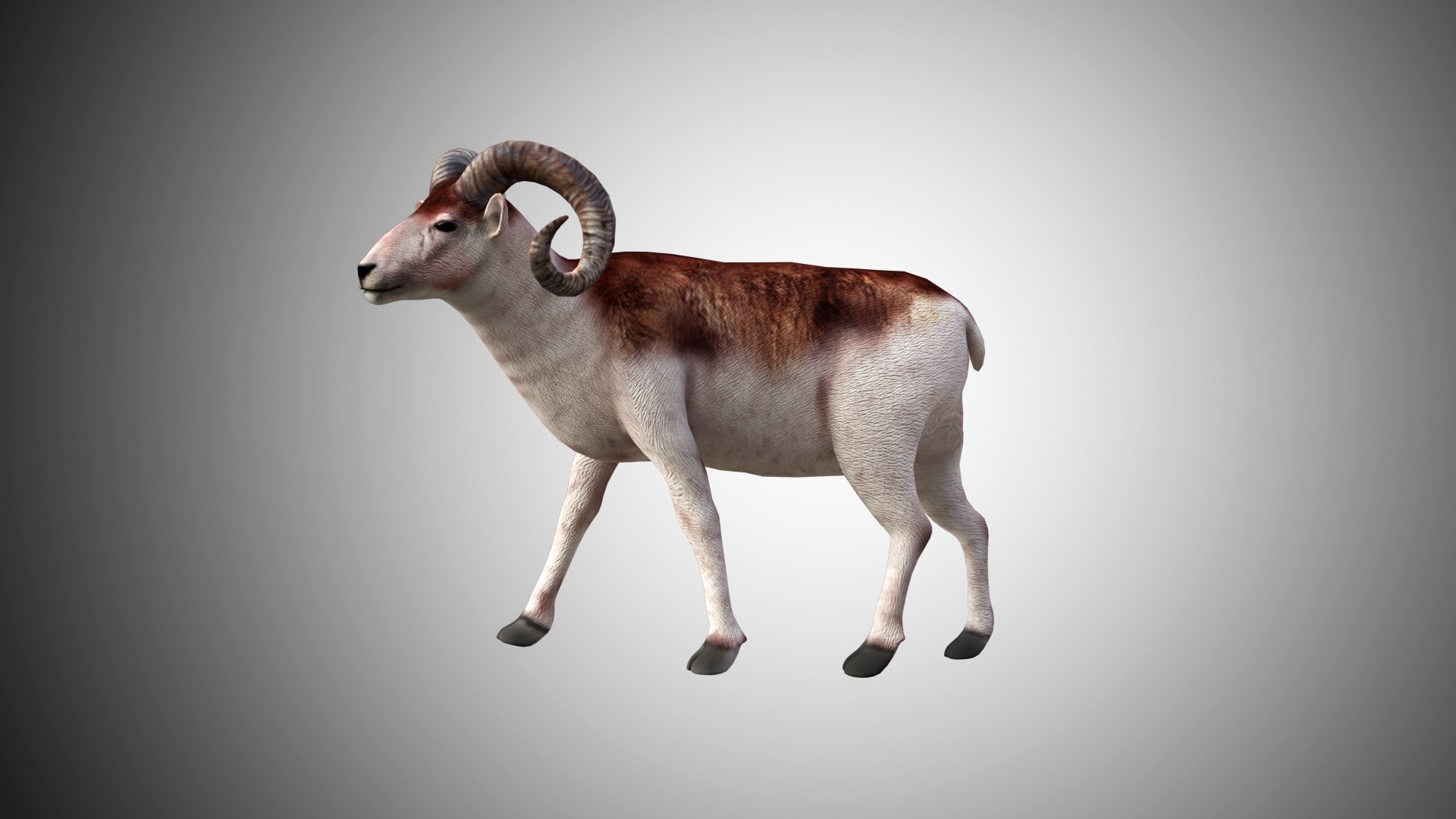 3D rigged https://p.turbosquid.com/ts-thumb/hz/FJcXIv/lkmgyBZO/sheep06/jpg/1597700805/1920x1080/fit_q87/5422978c3ead28af42956327864fc87f45b2cdee/sheep06.jpg