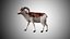 Rigged Low Poly Sheep Collection