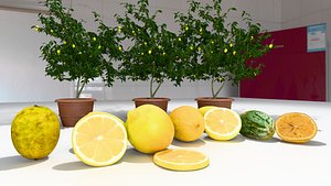 Lemon Plant and Fruit Pack High Resolution 3D Set 3D