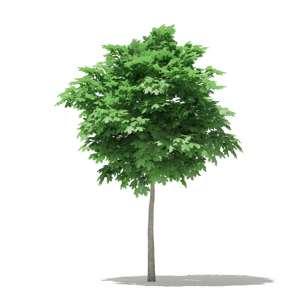 3D norway maple tree acer https://p.turbosquid.com/ts-thumb/hz/RaL0gH/SBNPYZD7/cgaxis_models_76_02b/jpg/1499277818/1920x1080/fit_q87/0d89559648ebd276bc8a734e5413c3c2e5c039d0/cgaxis_models_76_02b.jpg