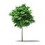 Arce de Noruega (Acer platanoides) 3.4m