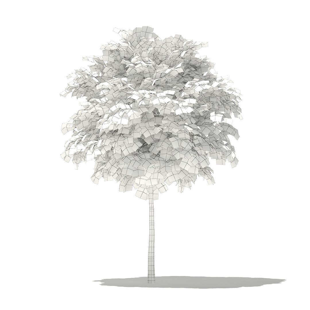 3D norway maple tree acer https://p.turbosquid.com/ts-thumb/hz/RaL0gH/TRHZrGoV/cgaxis_models_76_02agrid/jpg/1499277818/1920x1080/fit_q87/317be2e8b87c9583f8c64bff36631621edf3218c/cgaxis_models_76_02agrid.jpg