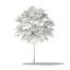 Arce de Noruega (Acer platanoides) 3.4m