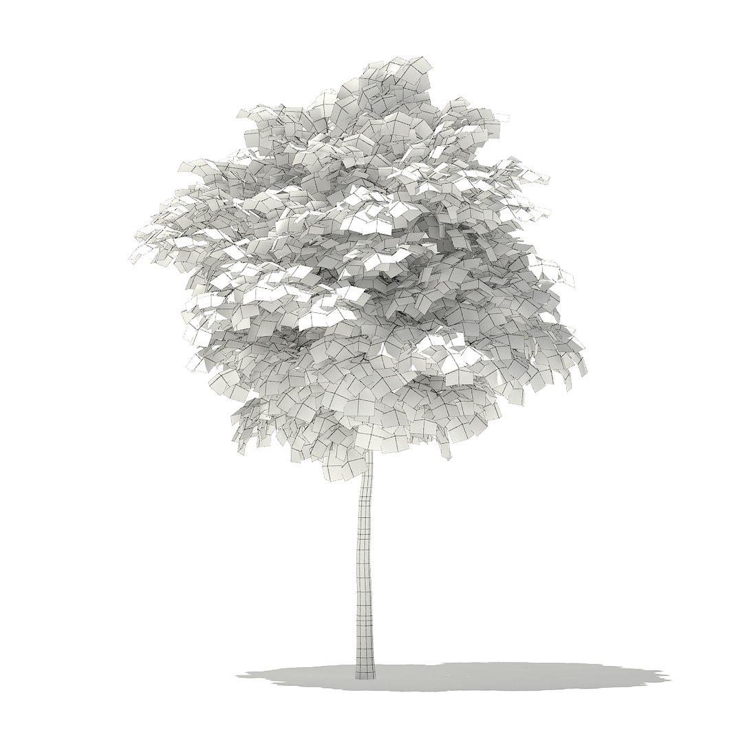 3D norway maple tree acer https://p.turbosquid.com/ts-thumb/hz/RaL0gH/cF9MSnfQ/cgaxis_models_76_02bgrid/jpg/1499277818/1920x1080/fit_q87/cdceb316038ef43a54213b2c2664230776005d78/cgaxis_models_76_02bgrid.jpg