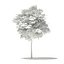 Arce de Noruega (Acer platanoides) 3.4m