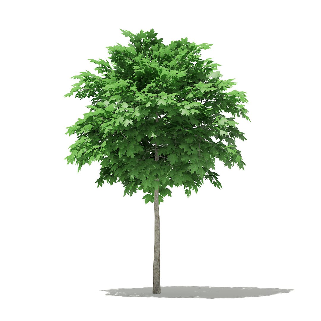 3D norway maple tree acer https://p.turbosquid.com/ts-thumb/hz/RaL0gH/e0lJzOaI/cgaxis_models_76_02a/jpg/1499277818/1920x1080/fit_q87/7e3c881cdd2460441fbbaa12048a7831bc6587d3/cgaxis_models_76_02a.jpg