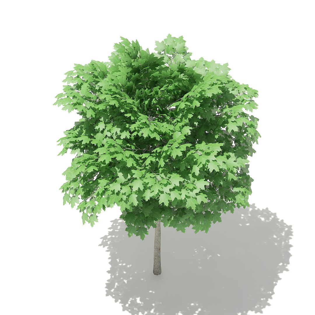 3D norway maple tree acer https://p.turbosquid.com/ts-thumb/hz/RaL0gH/hVWAAIGb/cgaxis_models_76_02c/jpg/1499277818/1920x1080/fit_q87/1558791396a0ac775b45d096bd1dcb1ad0045571/cgaxis_models_76_02c.jpg