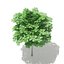 Arce de Noruega (Acer platanoides) 3.4m