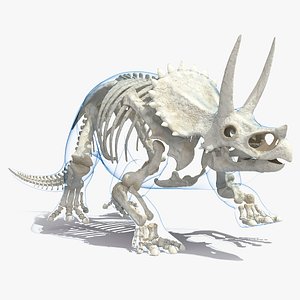 3D triceratops skeleton transparent skin model
