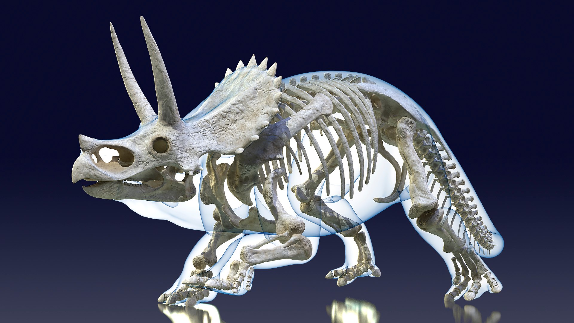 Triceratops Skeleton with Transparent Skin 3D model preview