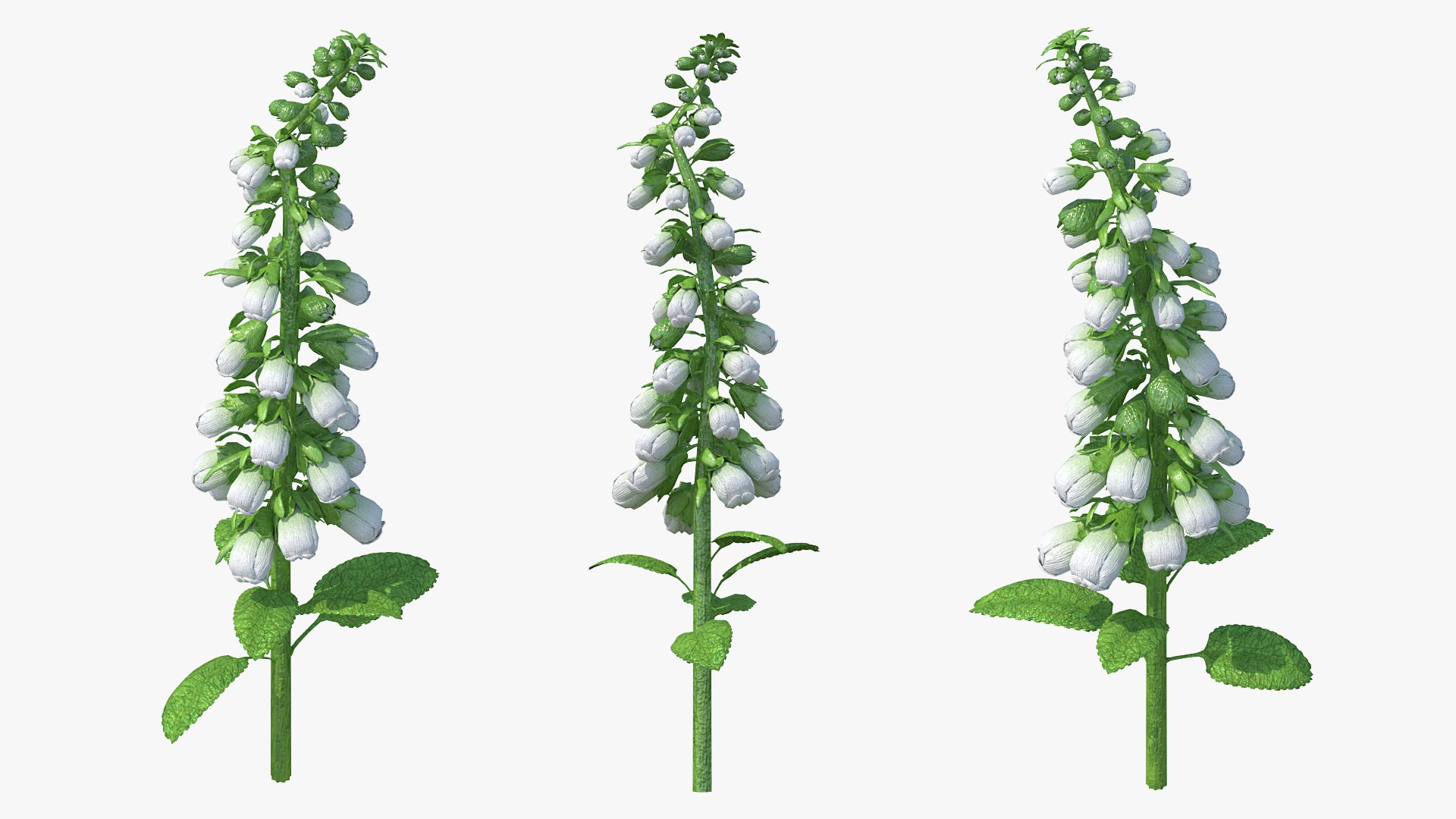 White Foxglove Stem 3D model preview