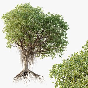 AV Plants Mangrove Gray Avicennia Marina 3D