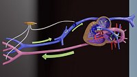 TAF Tetralogy of Fallot vs Normal circulation