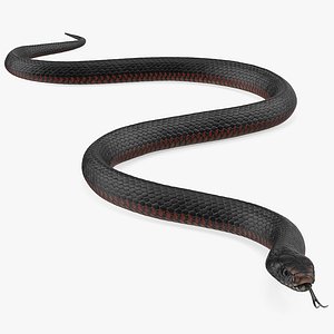 desert black king snake 3D