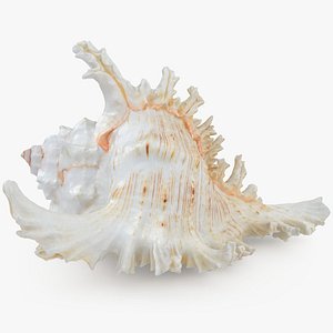Ramose Murex 3D model
