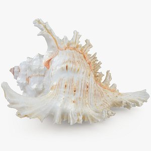 Ramose Murex