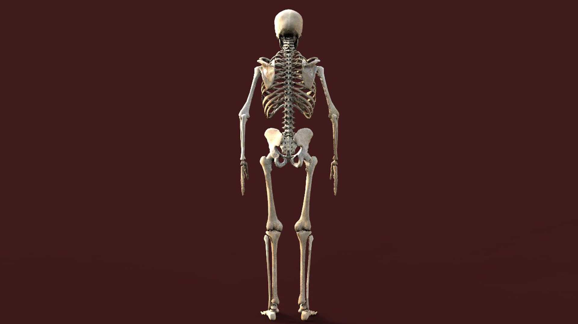 3d Human Skeleton Model Biology Diagrams