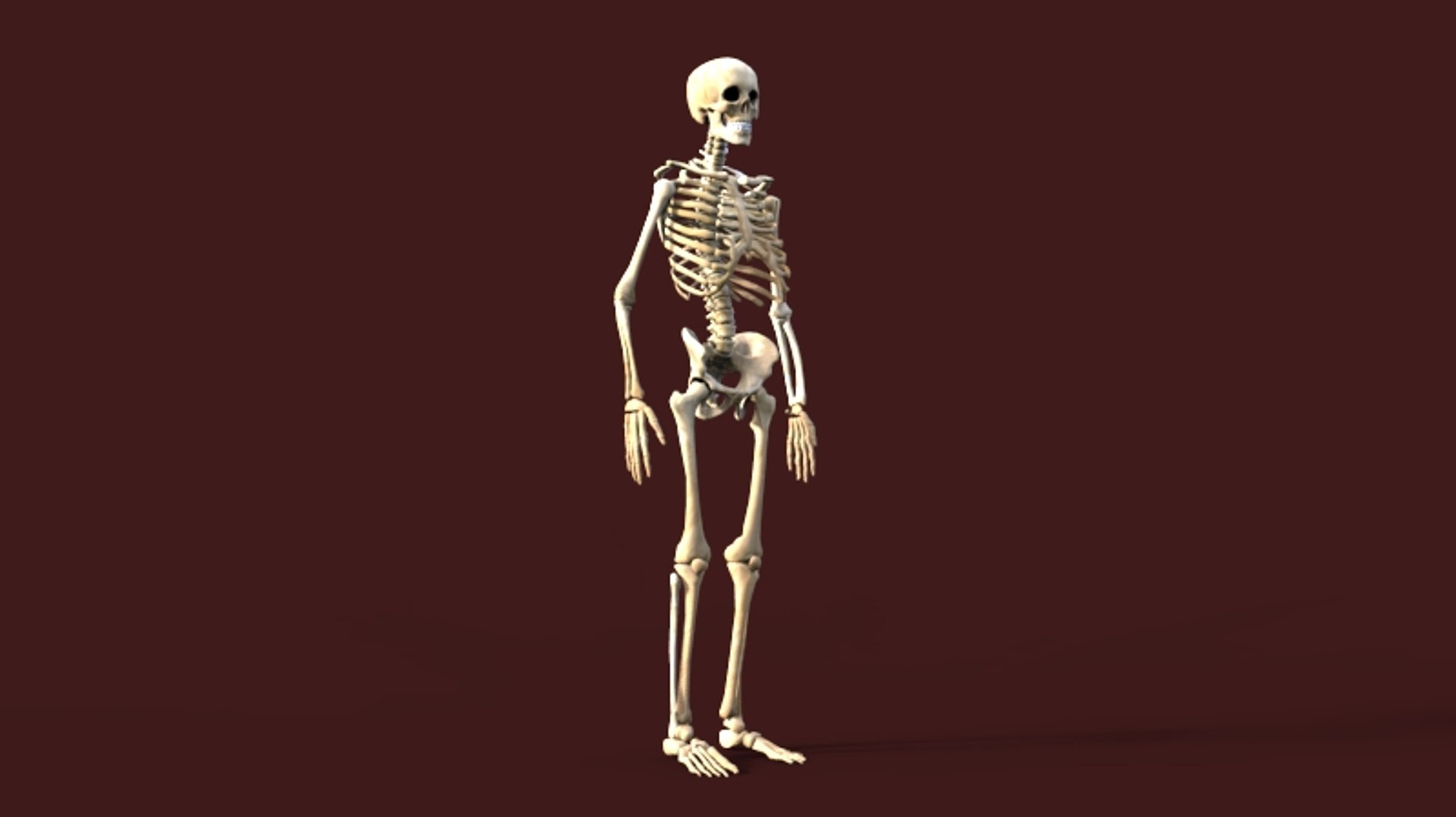 3d human skeleton model