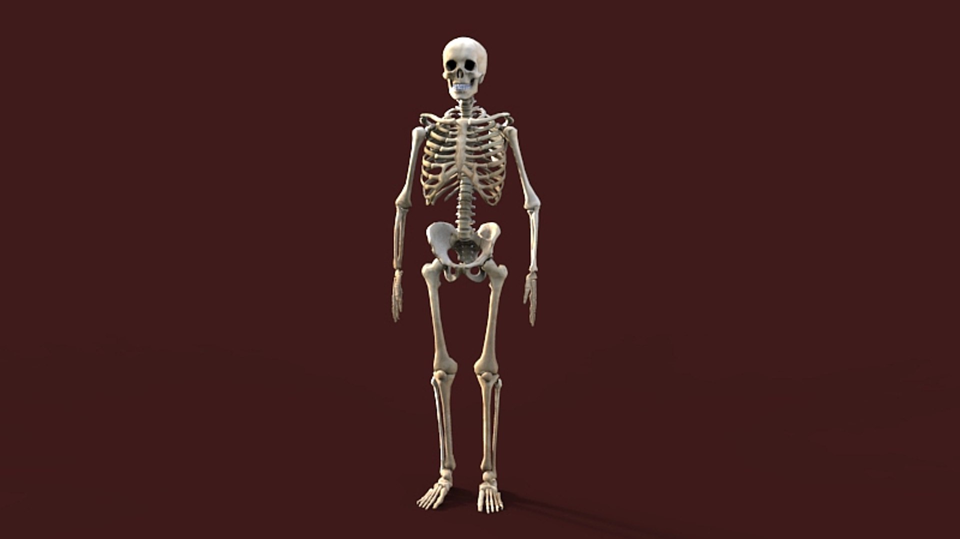 3d human skeleton model