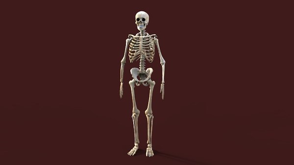 modelo 3d Esqueleto humano - TurboSquid 1137090